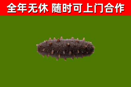 红花岗区烟酒回收干海参.jpg